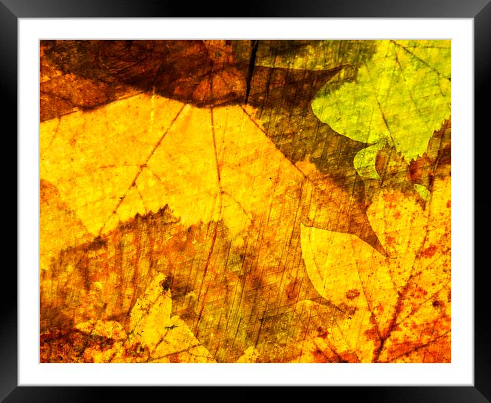 Autumn Leaves Framed Mounted Print by Nick Jeffery