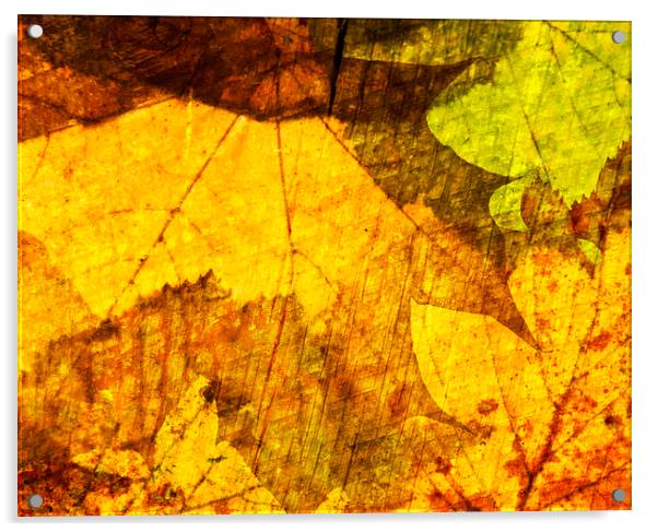 Autumn Leaves Acrylic by Nick Jeffery