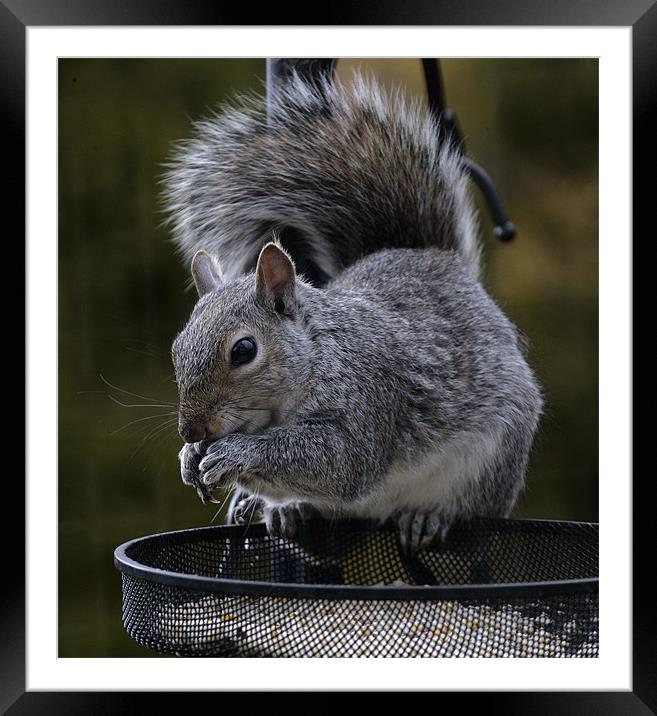 YUM YUM! Framed Mounted Print by Mal Taylor Photography