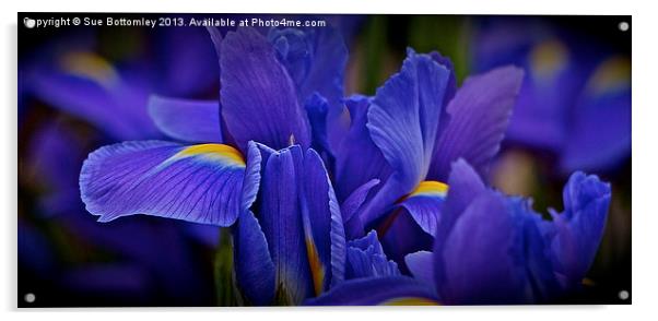 Bold Iriss Acrylic by Sue Bottomley