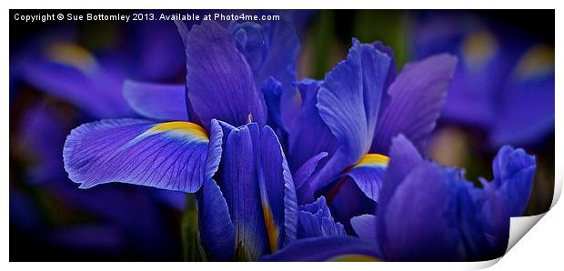 Bold Iriss Print by Sue Bottomley