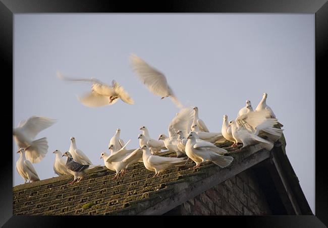 White Doves - Series I Framed Print by James Lavott