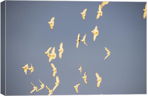 White Doves In Flight Canvas Print by James Lavott