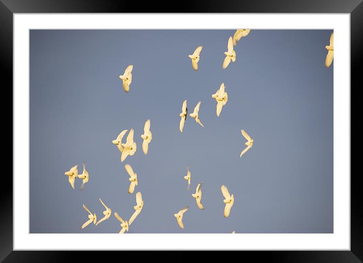 White Doves In Flight Framed Mounted Print by James Lavott