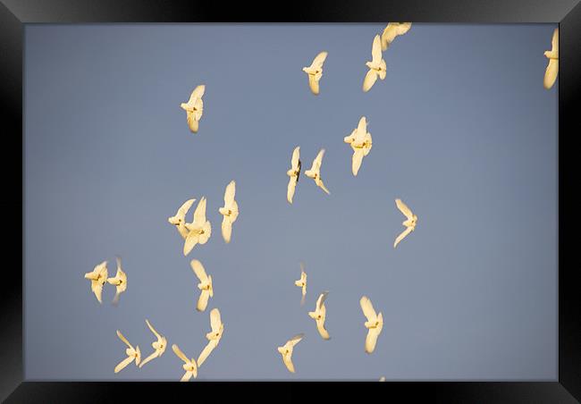 White Doves In Flight Framed Print by James Lavott