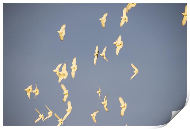 White Doves In Flight Print by James Lavott