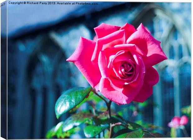 Summer Rose, Tenby Canvas Print by Richard Parry