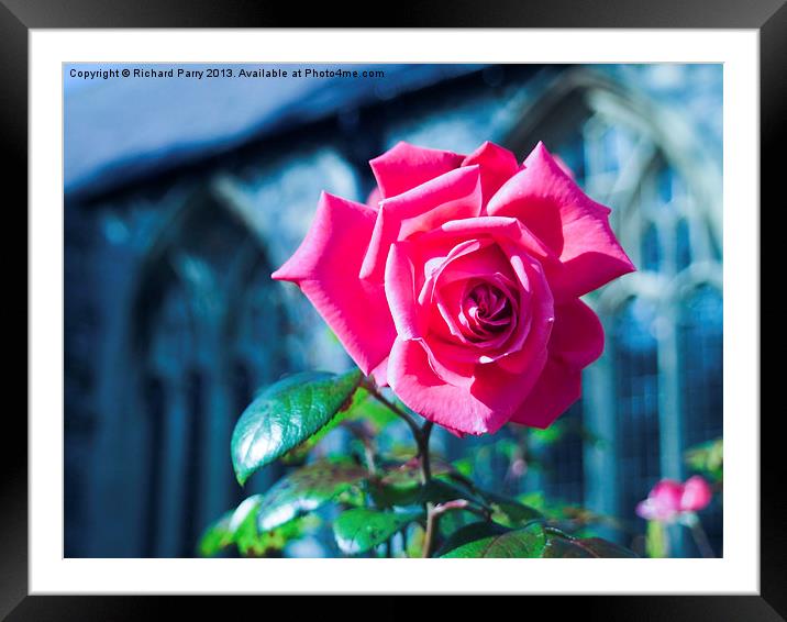 Summer Rose, Tenby Framed Mounted Print by Richard Parry