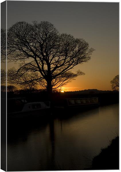 Sycamore Sunset - Series II Canvas Print by James Lavott
