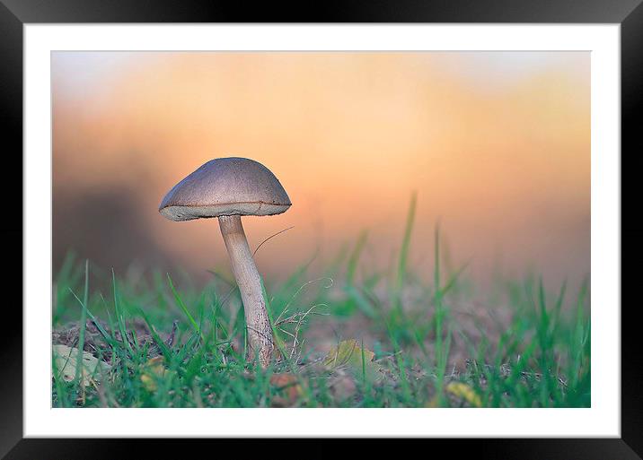 Brown Birch Boletus Framed Mounted Print by Mark  F Banks
