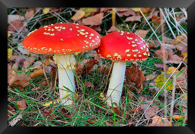 Fly Agaric Framed Print by Mark  F Banks