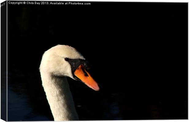 Swan Canvas Print by Chris Day