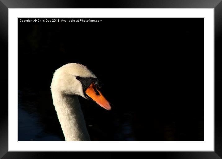 Swan Framed Mounted Print by Chris Day