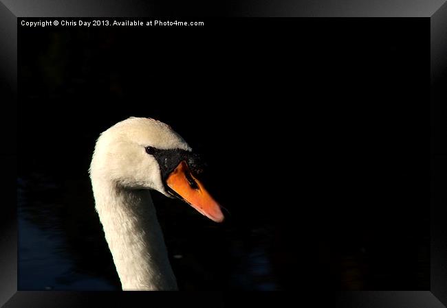 Swan Framed Print by Chris Day