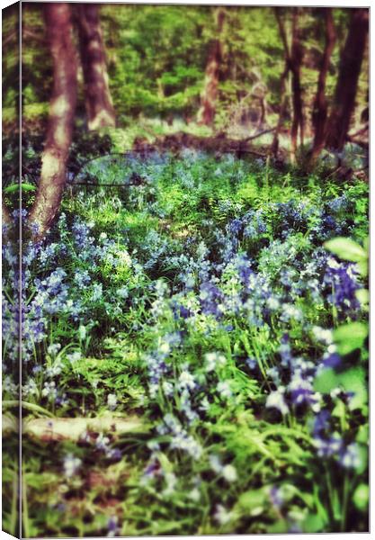Bluebell Wood Canvas Print by Scott Anderson