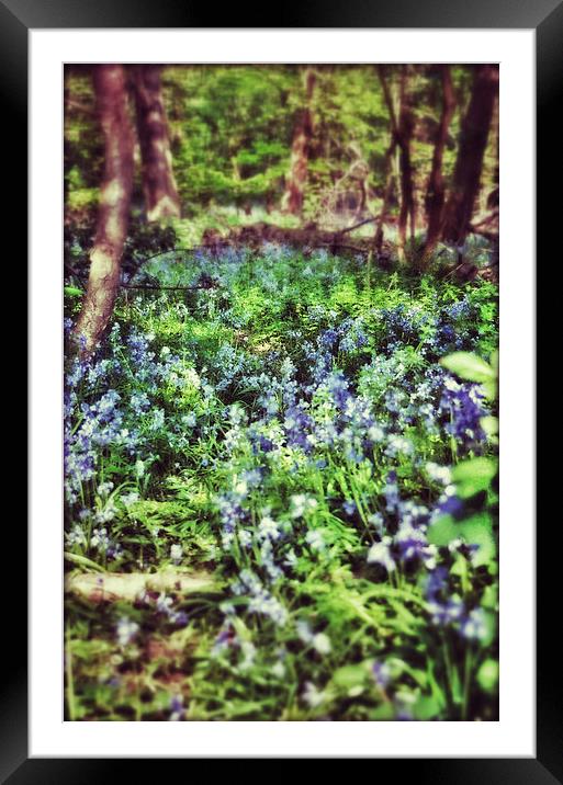 Bluebell Wood Framed Mounted Print by Scott Anderson