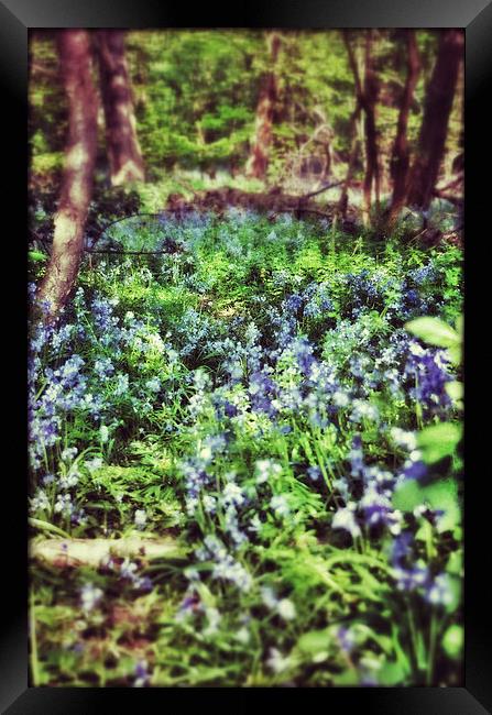 Bluebell Wood Framed Print by Scott Anderson