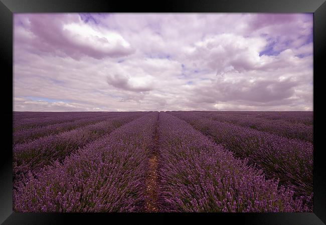 Lavender Field Framed Print by Nigel Bangert
