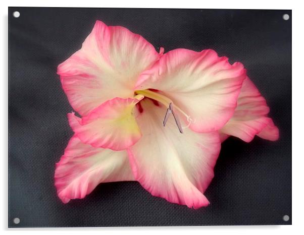 Pink Gladiola Acrylic by Bill Lighterness