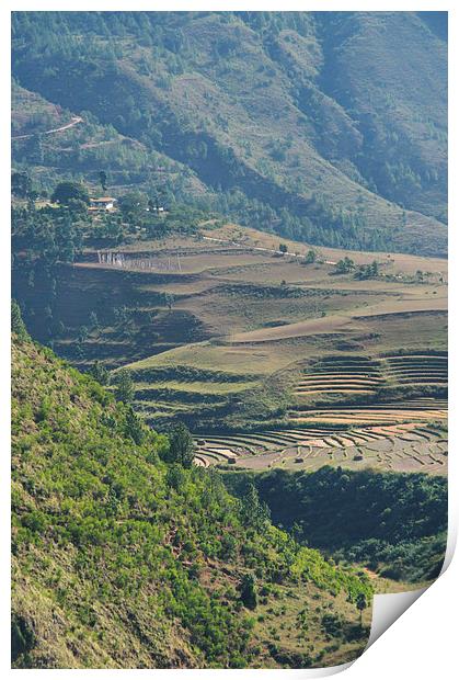 Terraces in the High Valleys, Bhutan Print by Carole-Anne Fooks