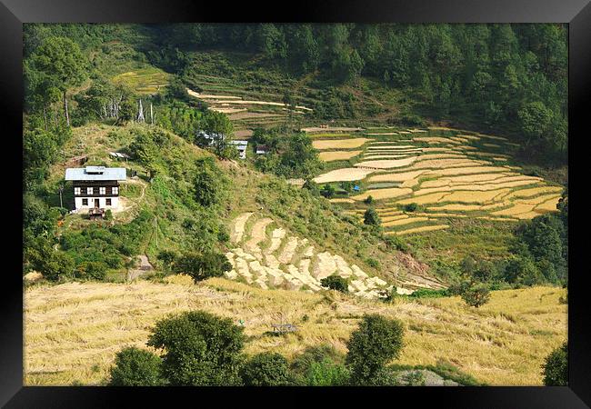 Terraces in the High Valleys, Bhutan Framed Print by Carole-Anne Fooks