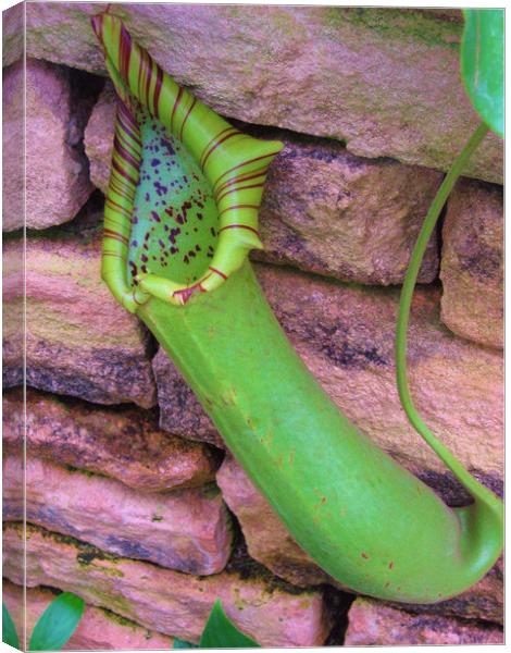 The Amazing Pitcher Plant. Canvas Print by Heather Goodwin