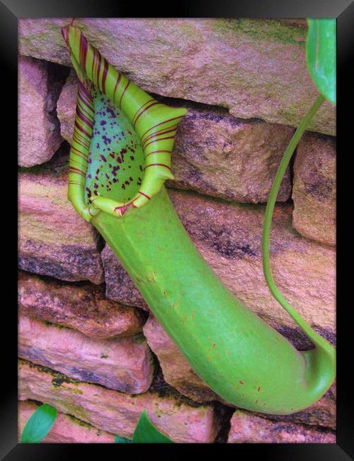 The Amazing Pitcher Plant. Framed Print by Heather Goodwin