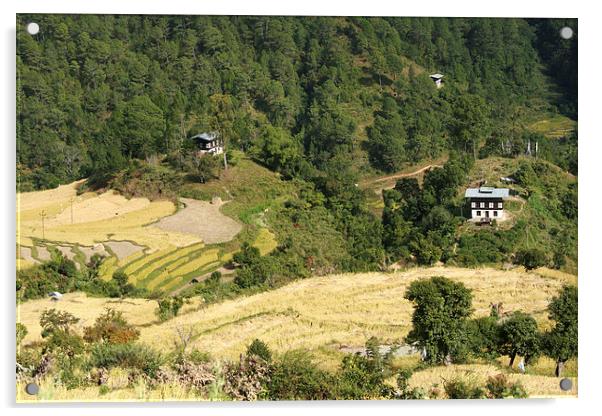 Terraces in the High Valleys, Bhutan Acrylic by Carole-Anne Fooks