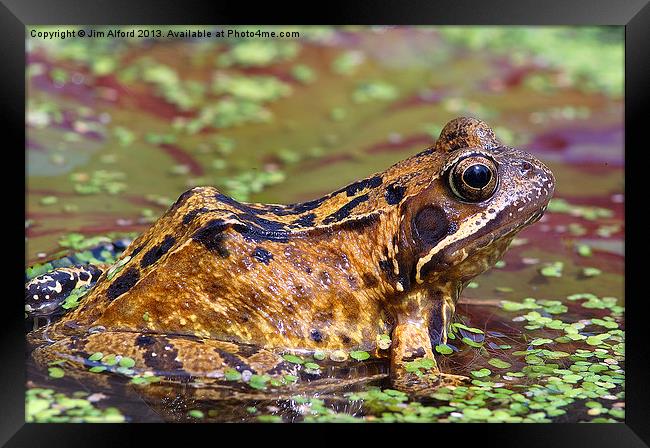 Common Frog Framed Print by Jim Alford