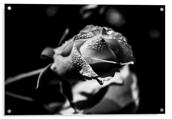 Morning Rose Acrylic by Aneta Borecka
