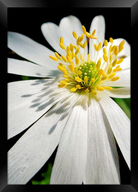 anemone shadows Framed Print by Heather Newton