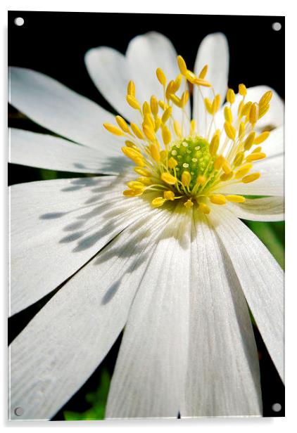 anemone shadows Acrylic by Heather Newton