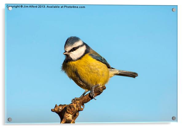 Blue Tit Acrylic by Jim Alford