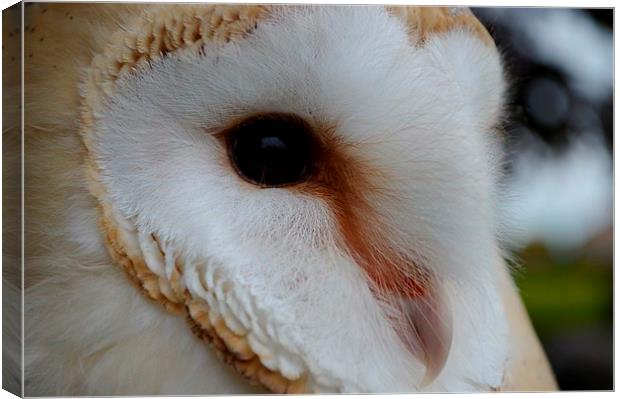 Barn Owl Profile Canvas Print by Janet Tate