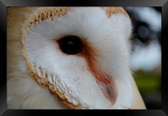 Barn Owl Profile Framed Print by Janet Tate
