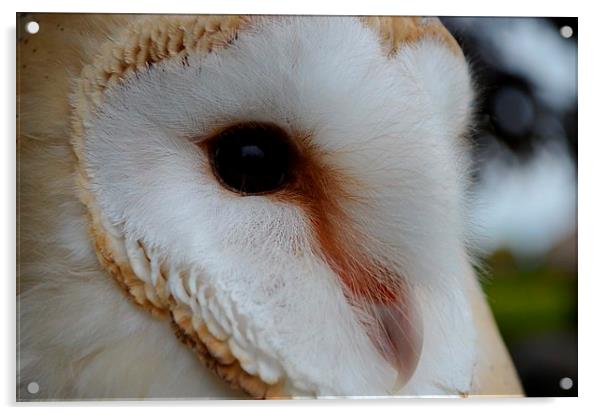 Barn Owl Profile Acrylic by Janet Tate