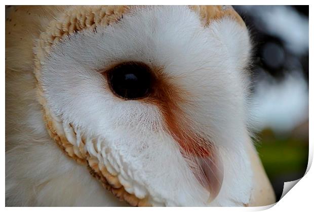 Barn Owl Profile Print by Janet Tate