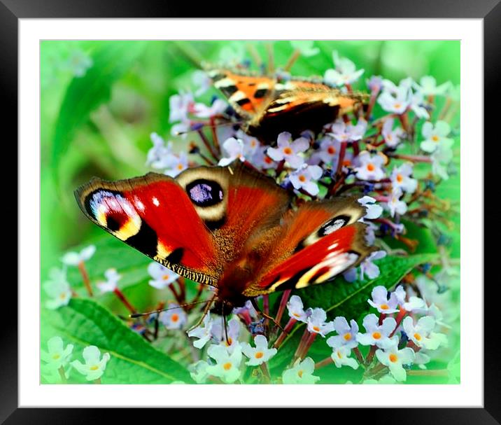 Peacock butterfly Framed Mounted Print by Janet Tate