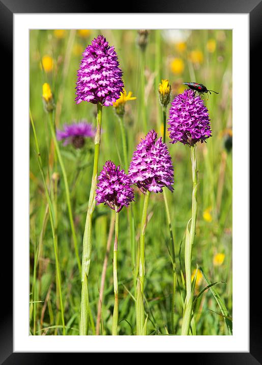 Pyramidal Orchid Framed Mounted Print by Jim Alford