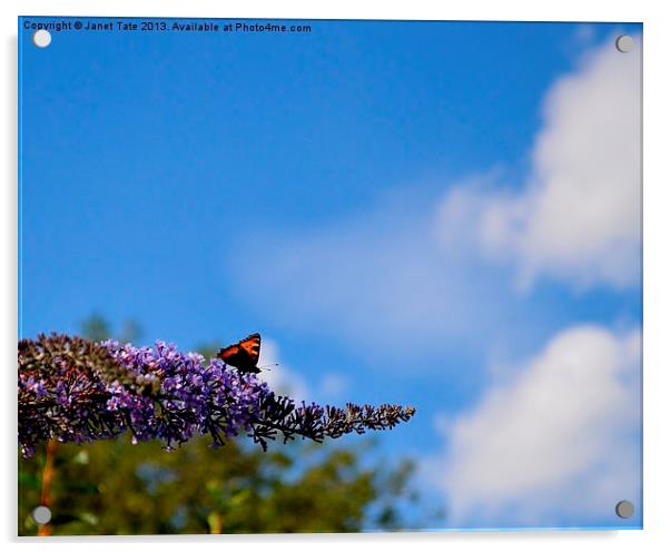 Butterfly sky Acrylic by Janet Tate