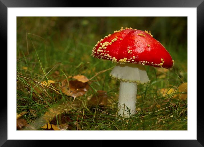Amanita muscaria Framed Mounted Print by Paul Holman Photography