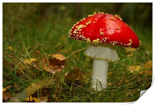 Amanita muscaria Print by Paul Holman Photography