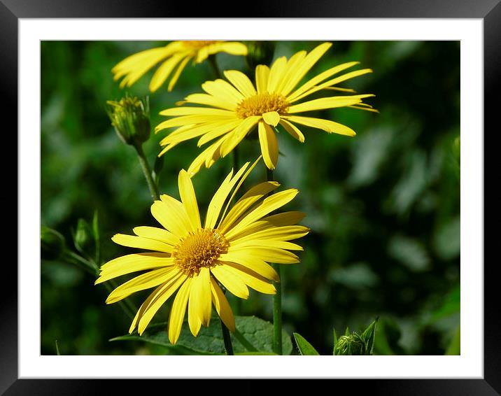 Yellow Daisies Framed Mounted Print by Jennifer Henderson