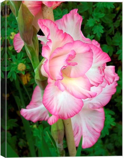 Beautiful delicate pink Gladiola Canvas Print by Bill Lighterness