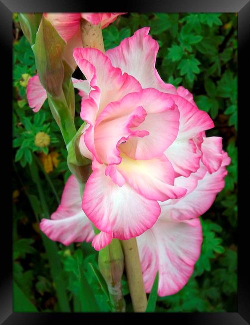 Beautiful delicate pink Gladiola Framed Print by Bill Lighterness