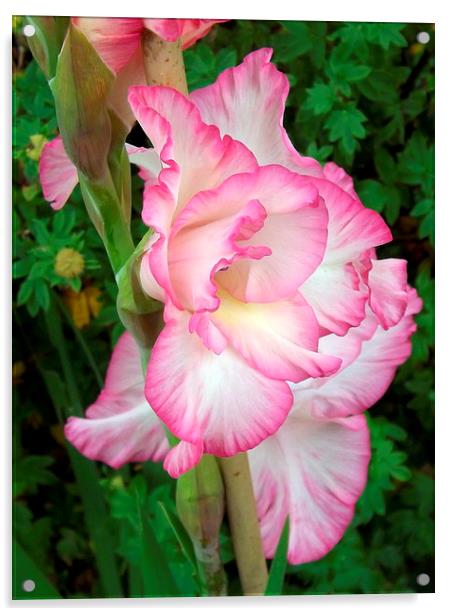 Beautiful delicate pink Gladiola Acrylic by Bill Lighterness
