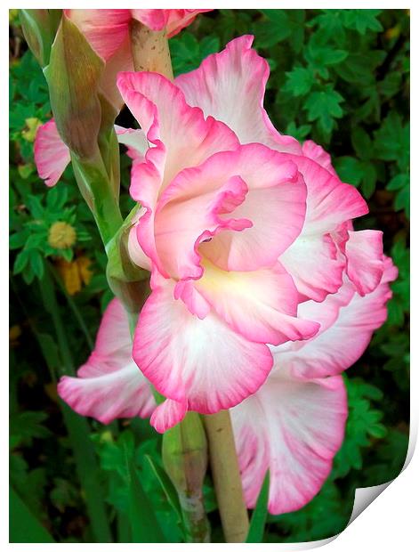 Beautiful delicate pink Gladiola Print by Bill Lighterness