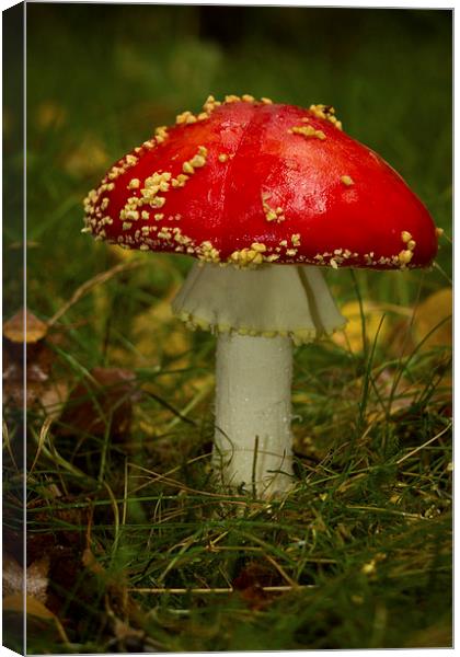 Fly Agaric Mushroom Canvas Print by Paul Holman Photography