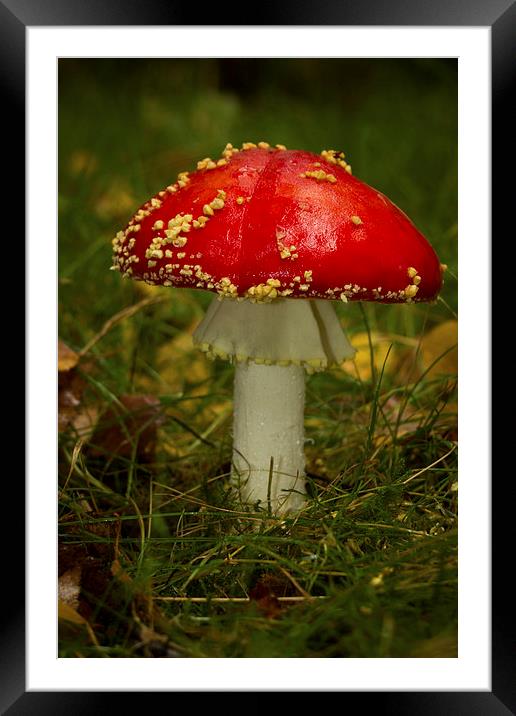Fly Agaric Mushroom Framed Mounted Print by Paul Holman Photography