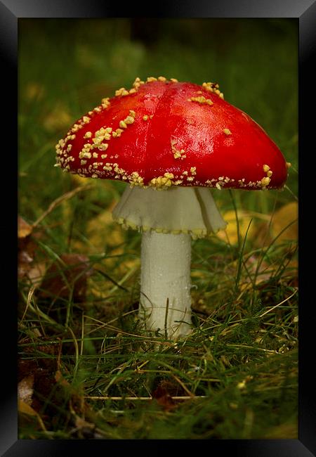 Fly Agaric Mushroom Framed Print by Paul Holman Photography